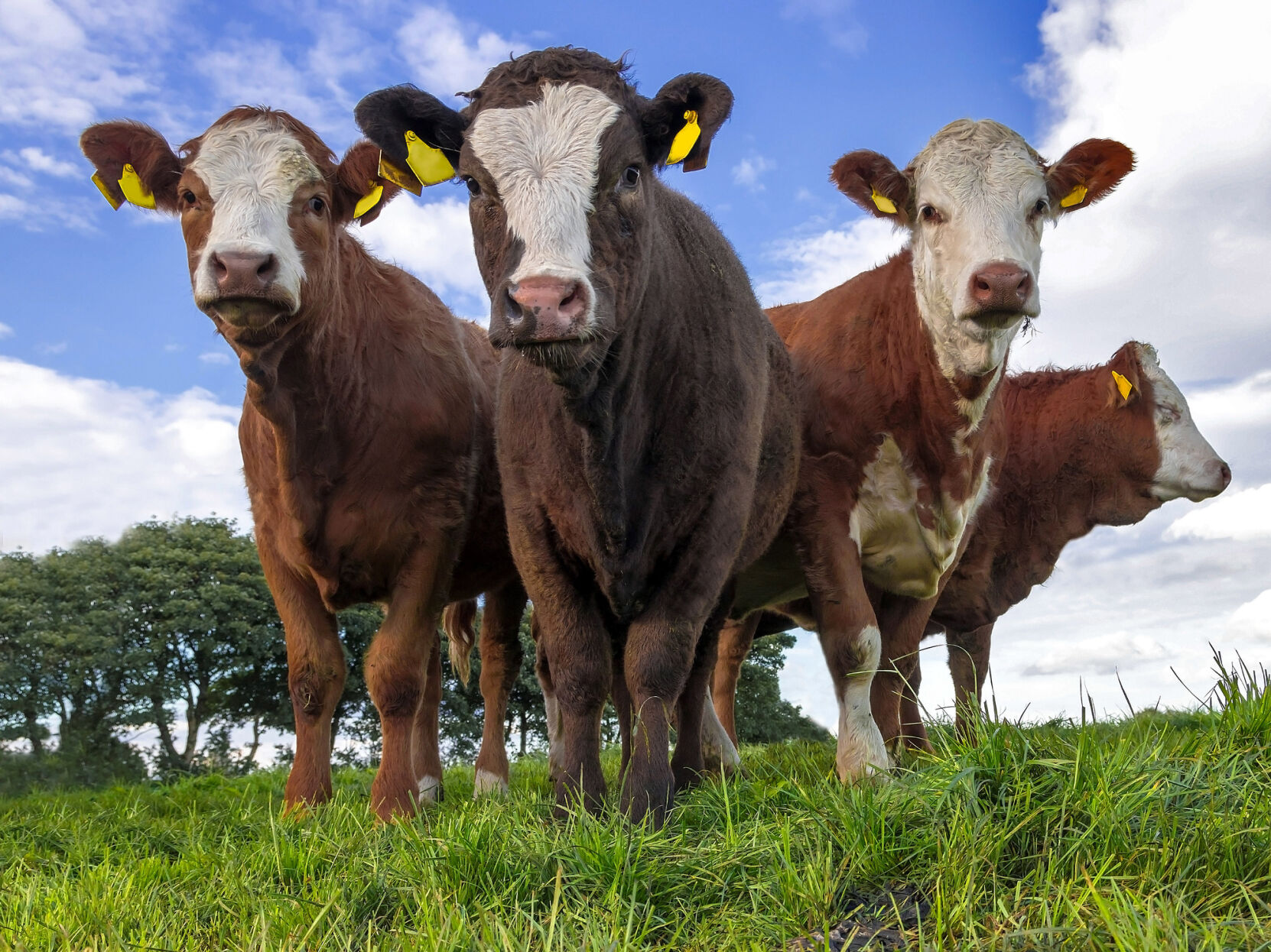Beef heifers
